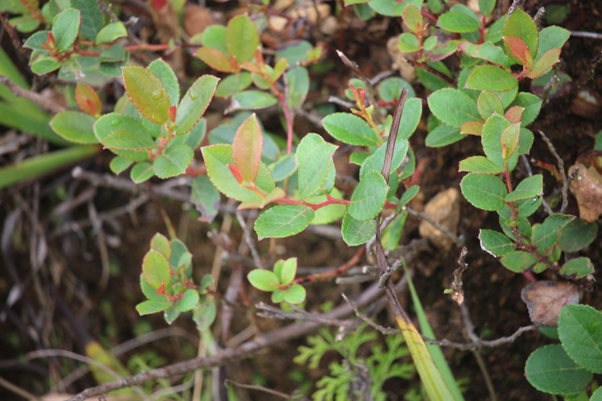 Gaultheria fragrantissima Wall.